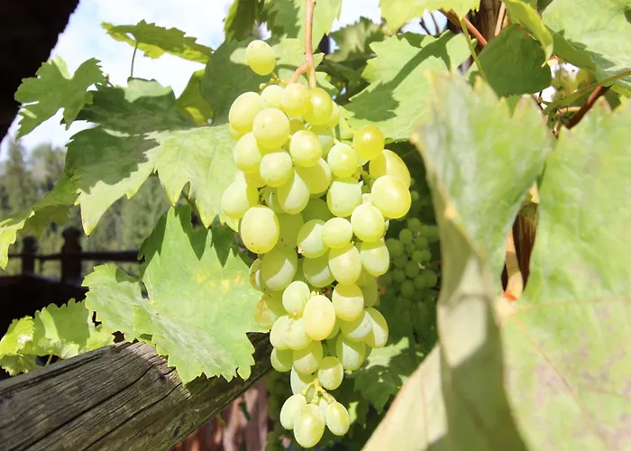 Hébergement de vacances In Hopfgarten Near Skiwelt