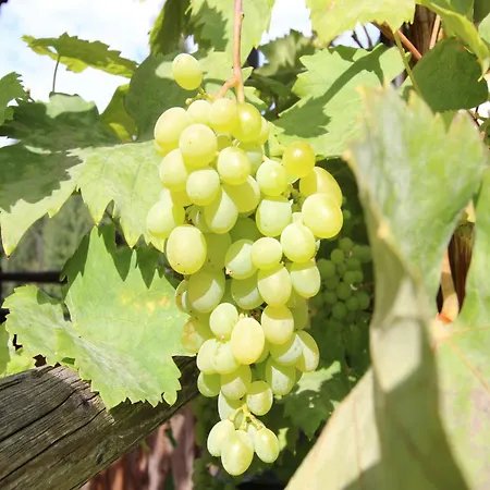 度假居 In Hopfgarten Near Skiwelt